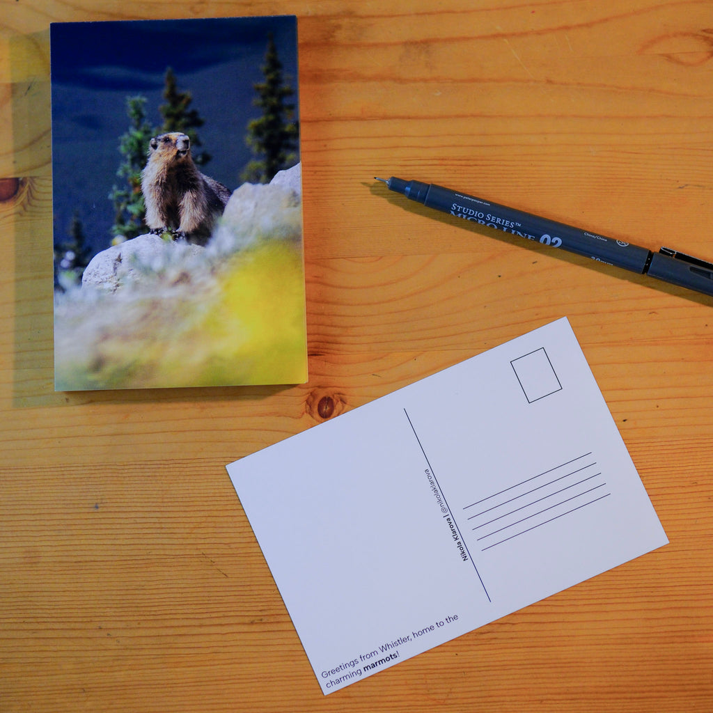 Postcard - Marmot by Nikola Klarova