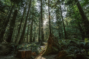 All The Good Things From BC sustainability at heart. Pacific Northwest Coast rainforest image with ferns. Shop here for best eco friendly gifts.