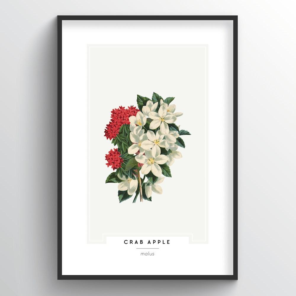 Botanical Art Print - Crab Apple-Art Print-Point Two Design-[best paper print]-[great home decor idea]-[printed in bc]-All The Good Things From BC