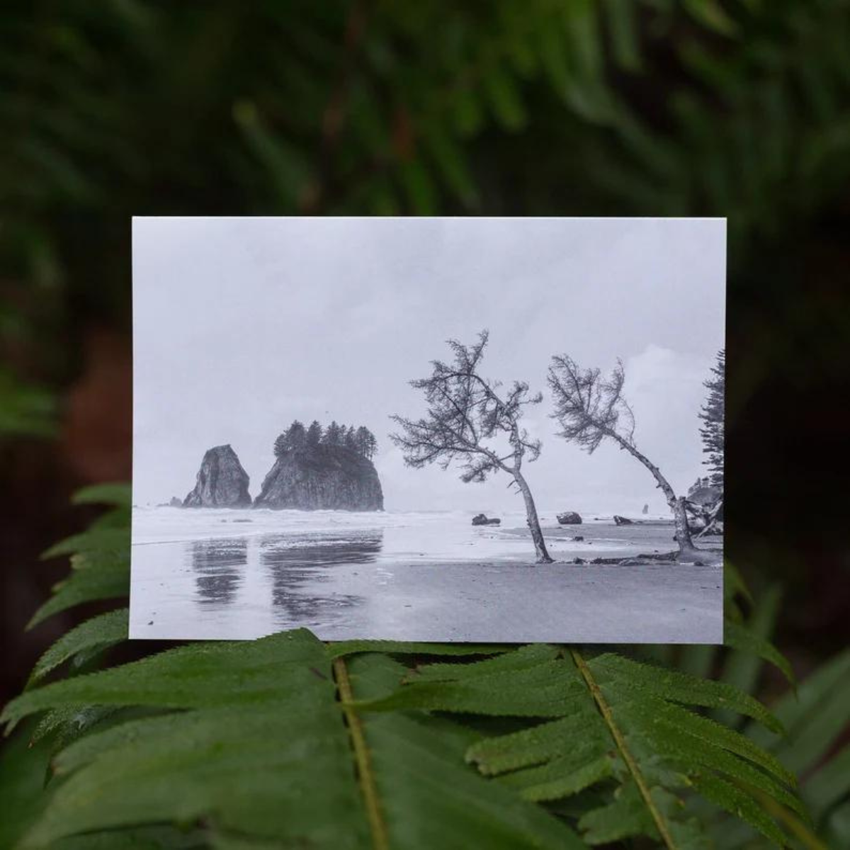 Greeting Card - La Push Beach in Washington USA by Kyle Graham-Card-Kyle Graham Photo-[made in bc]-[bc artist]-[bc nature photographer]-All The Good Things From BC