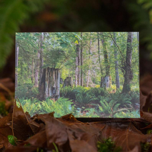 Greeting Card - Stump Family on Bowen Island BC by Kyle Graham-Card-Kyle Graham Photo-[made in bc]-[bc artist]-[bc nature photographer]-All The Good Things From BC