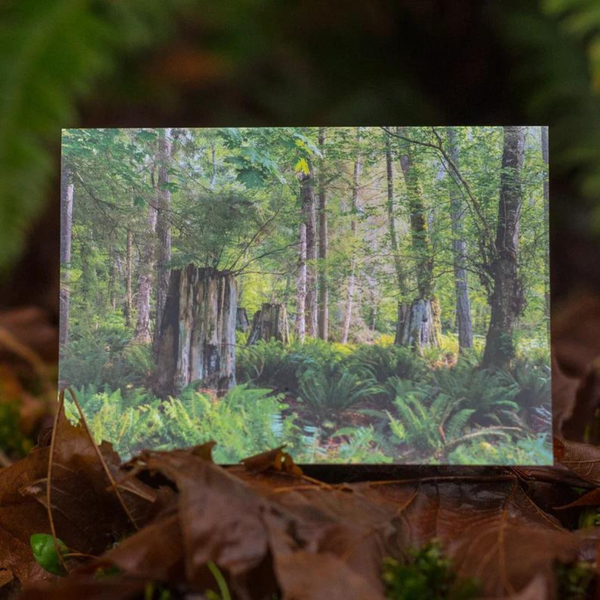 Greeting Card - Stump Family on Bowen Island BC by Kyle Graham-Card-Kyle Graham Photo-[made in bc]-[bc artist]-[bc nature photographer]-All The Good Things From BC