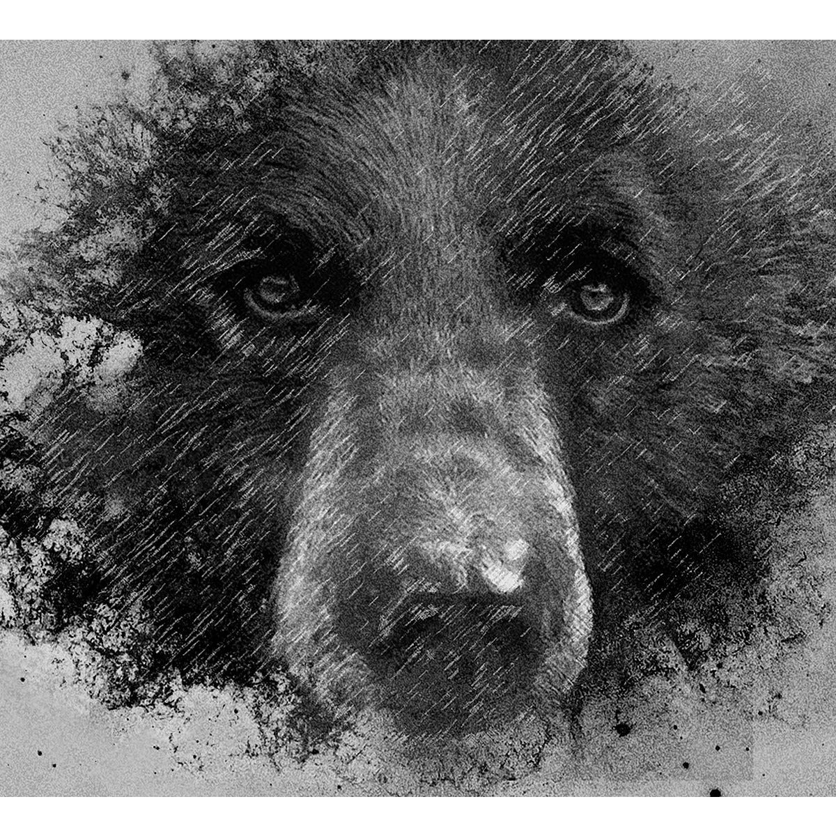 wood print birch bear made in BC best gift great gift idea