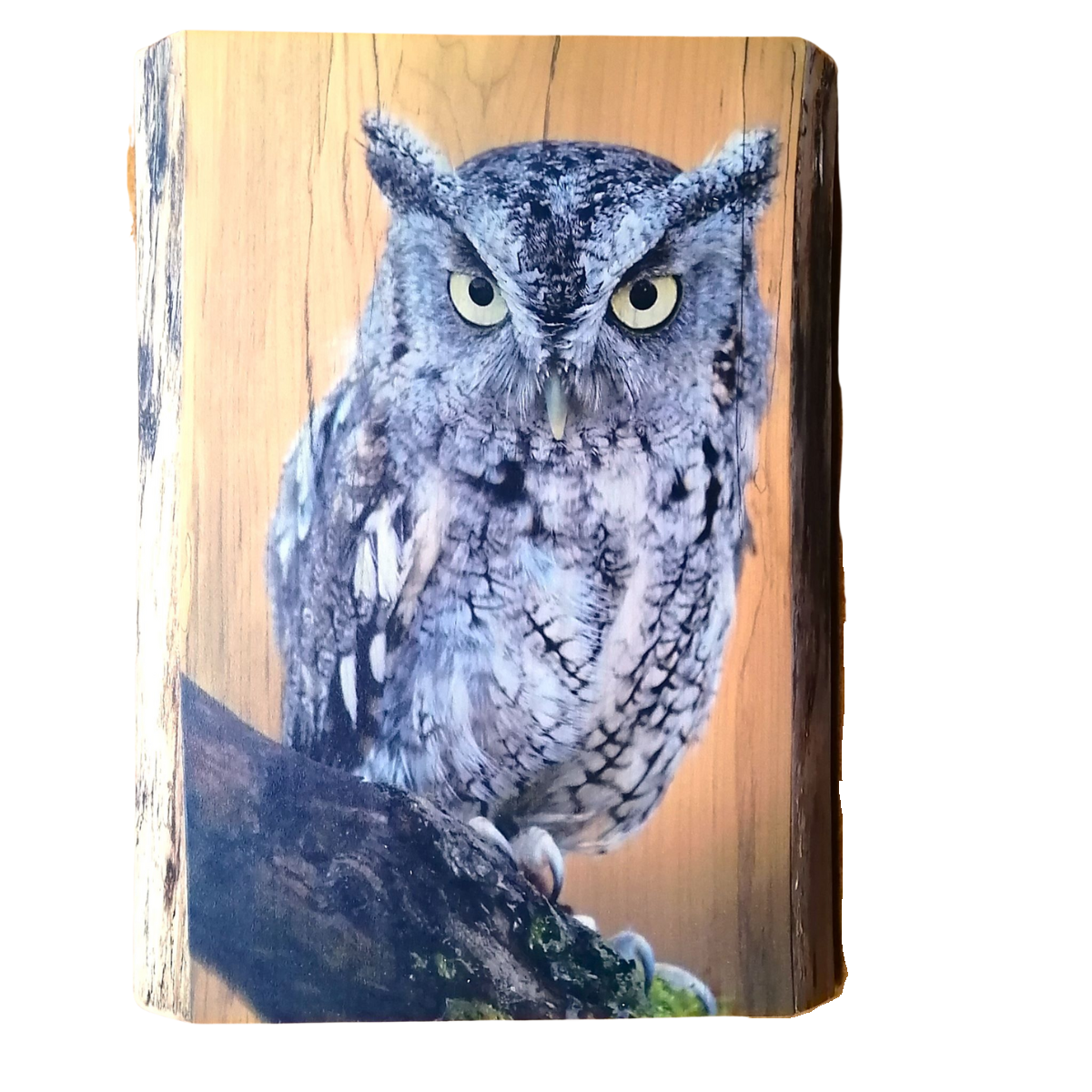 Live Edge Wood Wall Art Print - Screech Owl (Large)