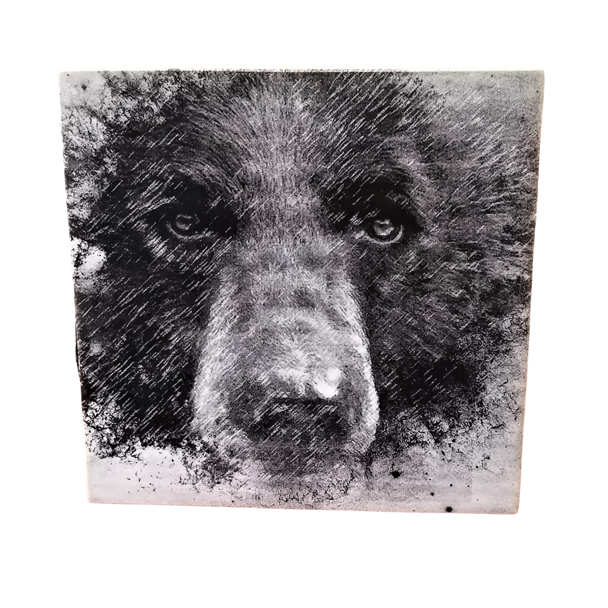 Wood Block Decor - Black Bear by Justin LeRose (7x7, Fir)